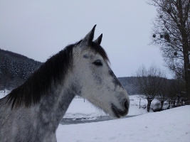 Charisma im Schnee